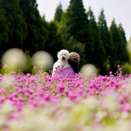 くじゅう花公園　キャンピングリゾート花と星 Kuju Exterior photo