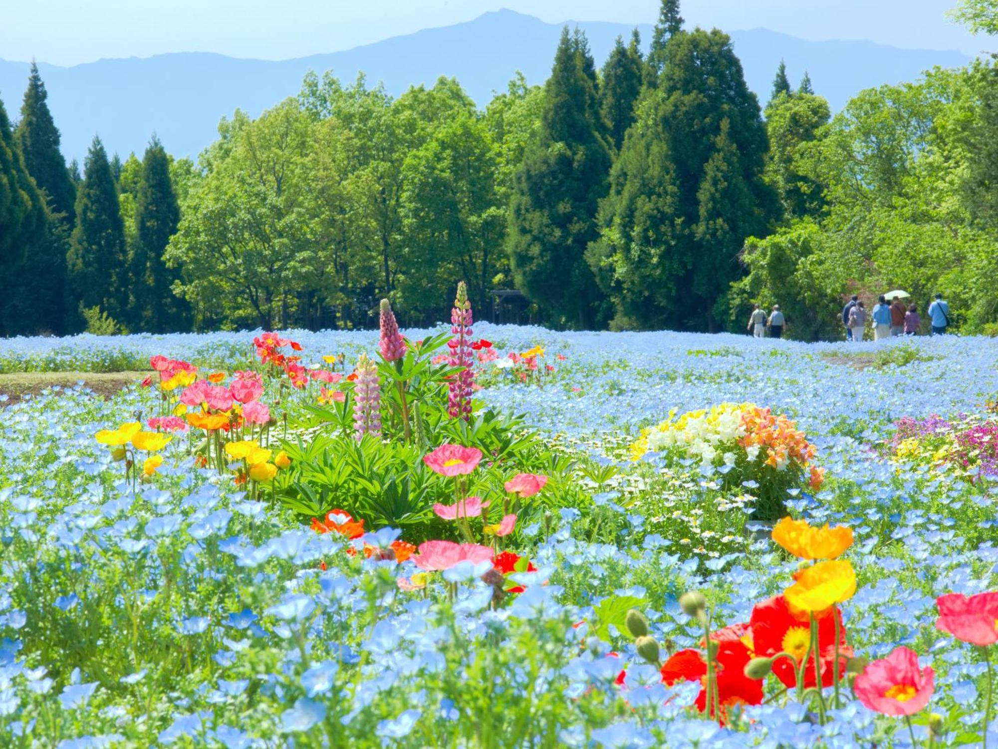 くじゅう花公園　キャンピングリゾート花と星 Kuju Exterior photo